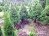 Eglė baltoji ,Conica' (lot. Picea glauca)